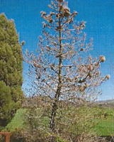 la chenille processionnaire La chenille processionnaire ravage l'arbre entièrement